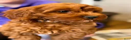 Cavapoo dogs for sale: Extensively health tested F1 Toy Cavapoo Puppies - Advert 26