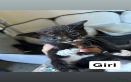 Mixed Breed cats for sale: Gorgeous Black and White Tuxedo Kittens - Image 2