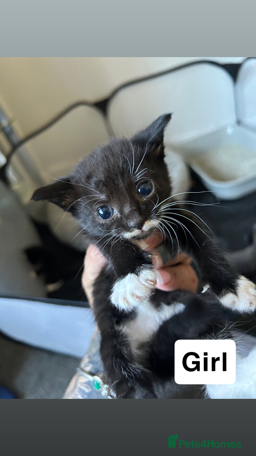 Mixed Breed cats for sale: Gorgeous Black and White Tuxedo Kittens - Image 2