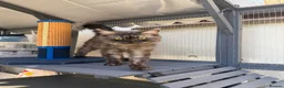 Maine Coon cats for sale: TICA Registered Pedigree Maine Coon Kittens - Advert 11
