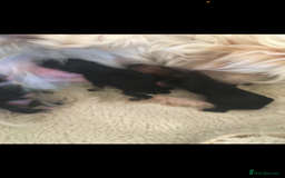 Morkie dogs for sale: Morkie teeny tiny mini pups  - Image 6
