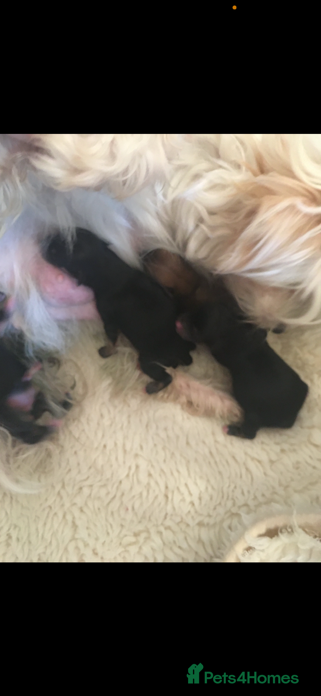 Morkie dogs for sale: Morkie teeny tiny mini pups  - Image 6