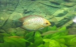 Discus fish for sale: Discus fish for sale  - Image 4