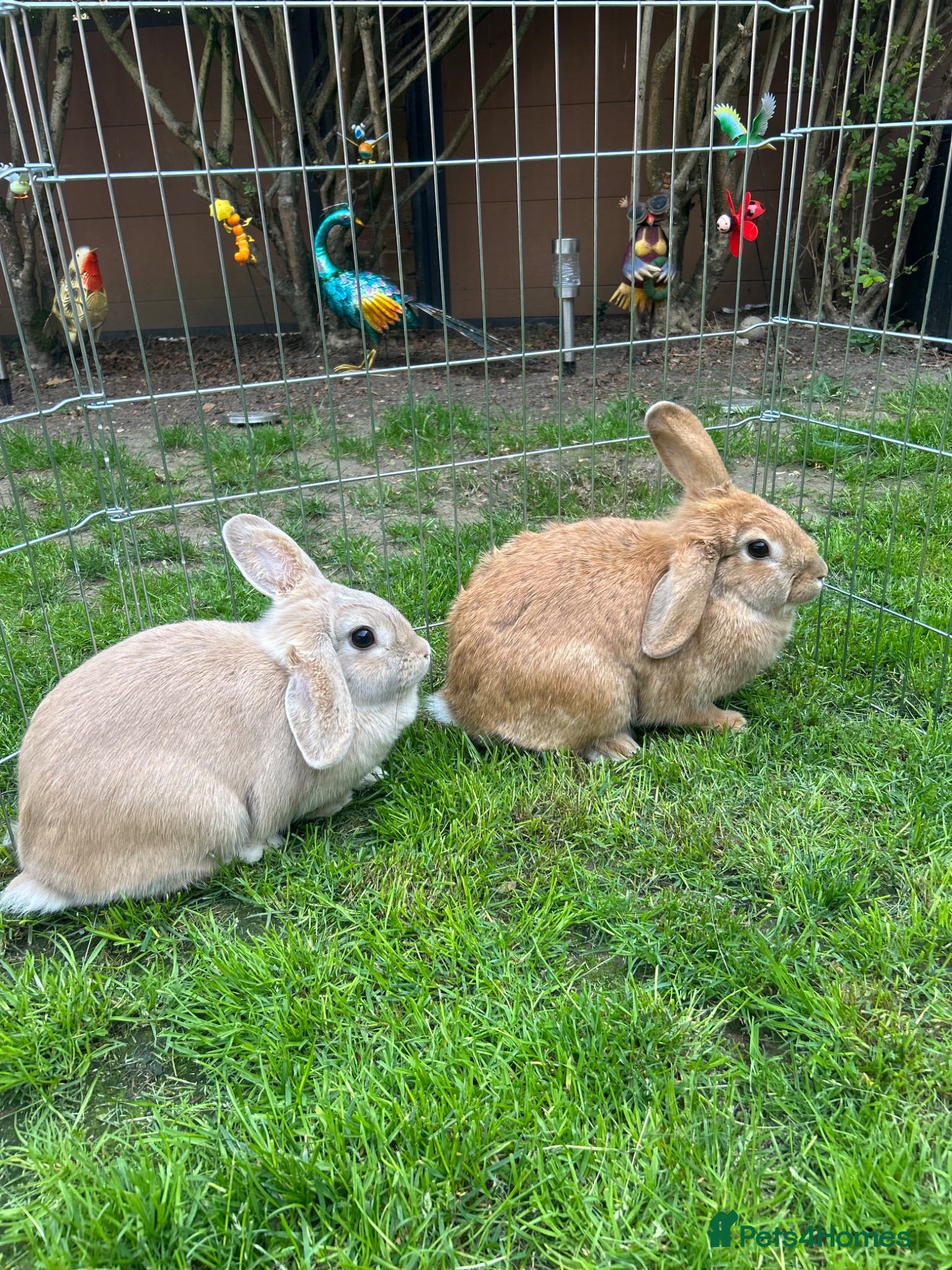Mixed Breed rabbits Rabbits for sale - Advert 1