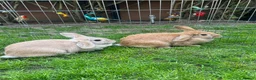 Mixed Breed rabbits for sale: Rabbits for sale in Hampton - Advert 1