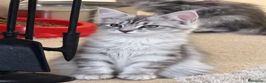 Maine Coon 2