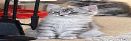 Maine Coon cats for sale: Stunning kittens - Advert 10