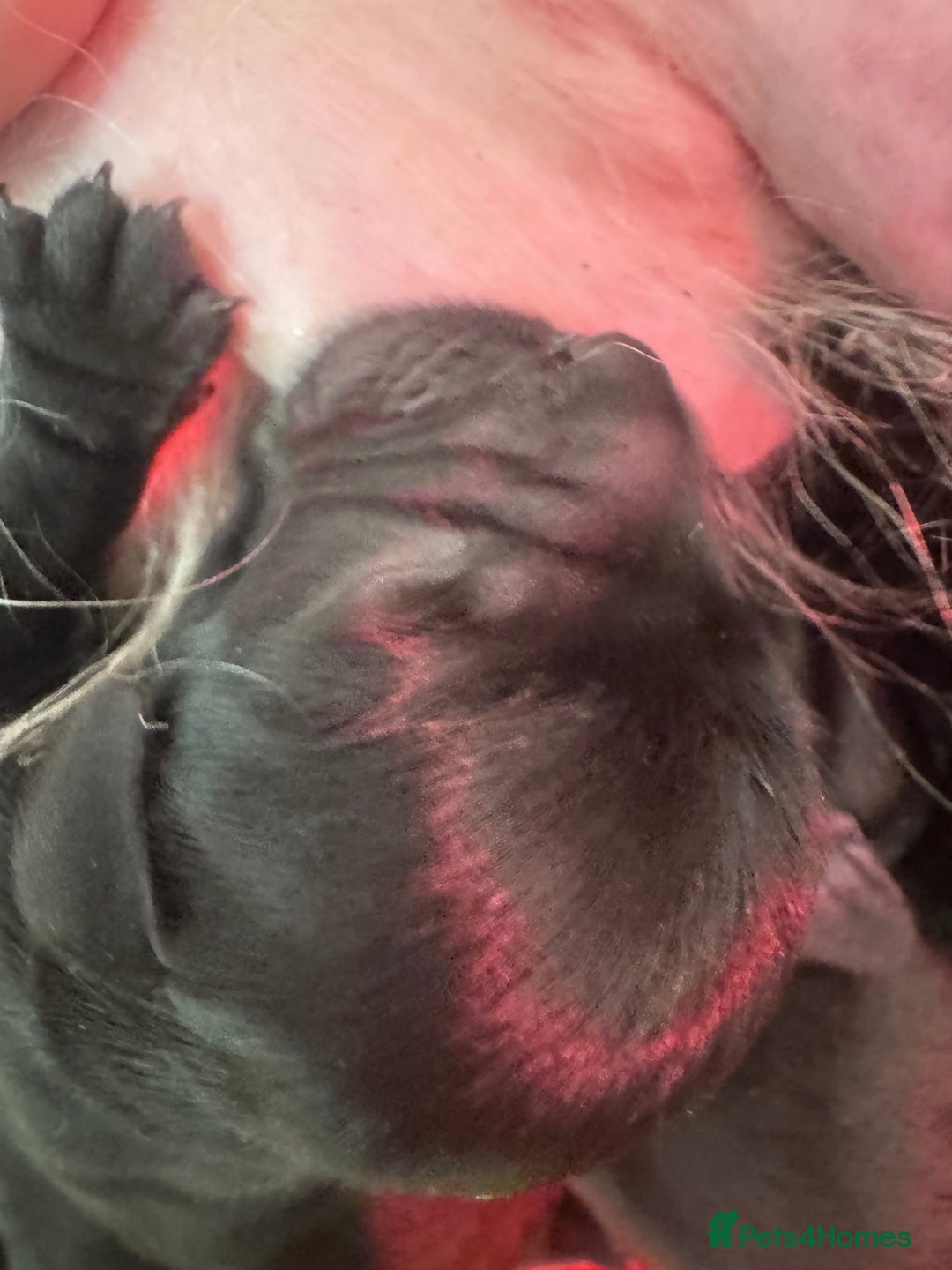 Mixed Breed dogs for sale: Schweenies  - Advert 7