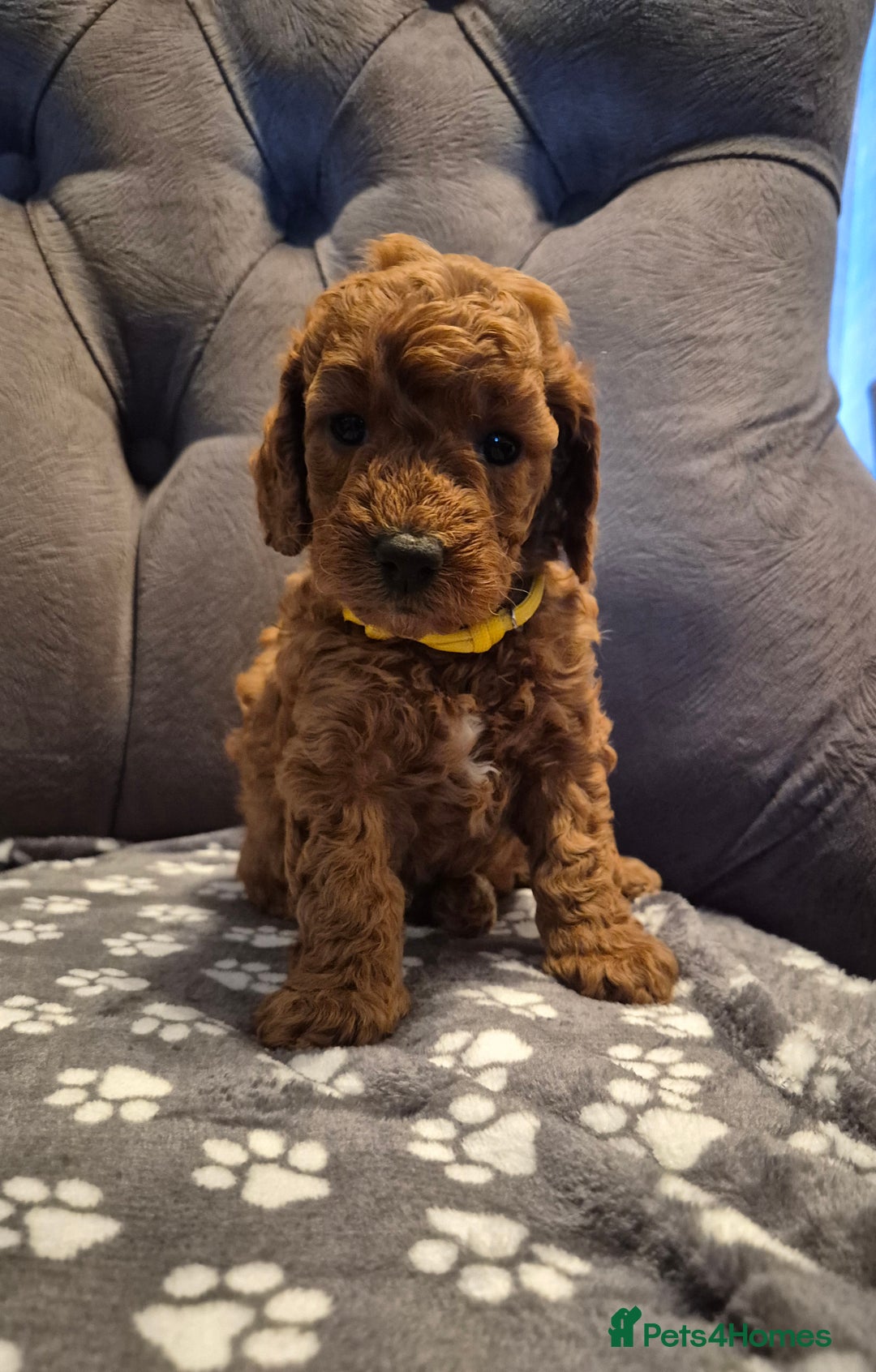 Cockapoo dogs for sale: Cockapoo puppies  - Image 13