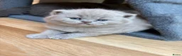 British Shorthair cats for sale: Fawn Pure Pedigree GCCF British Short Hair in Reading - Advert 9