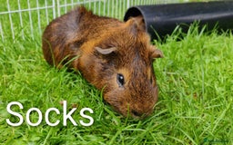 Guinea Pig rodents for sale: Happy, Healthy, Handsome & Confident Pet Boars - Image 1