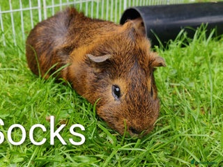 Guinea Pig rodents - Advert 1