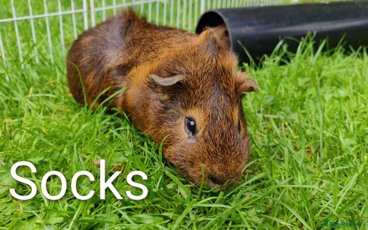 Guinea Pig rodents - Advert 1