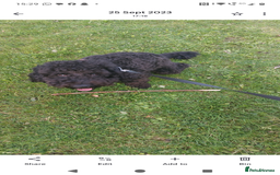 Cockapoo dogs for sale: Bailey 4 year old cockapoo - Image 3