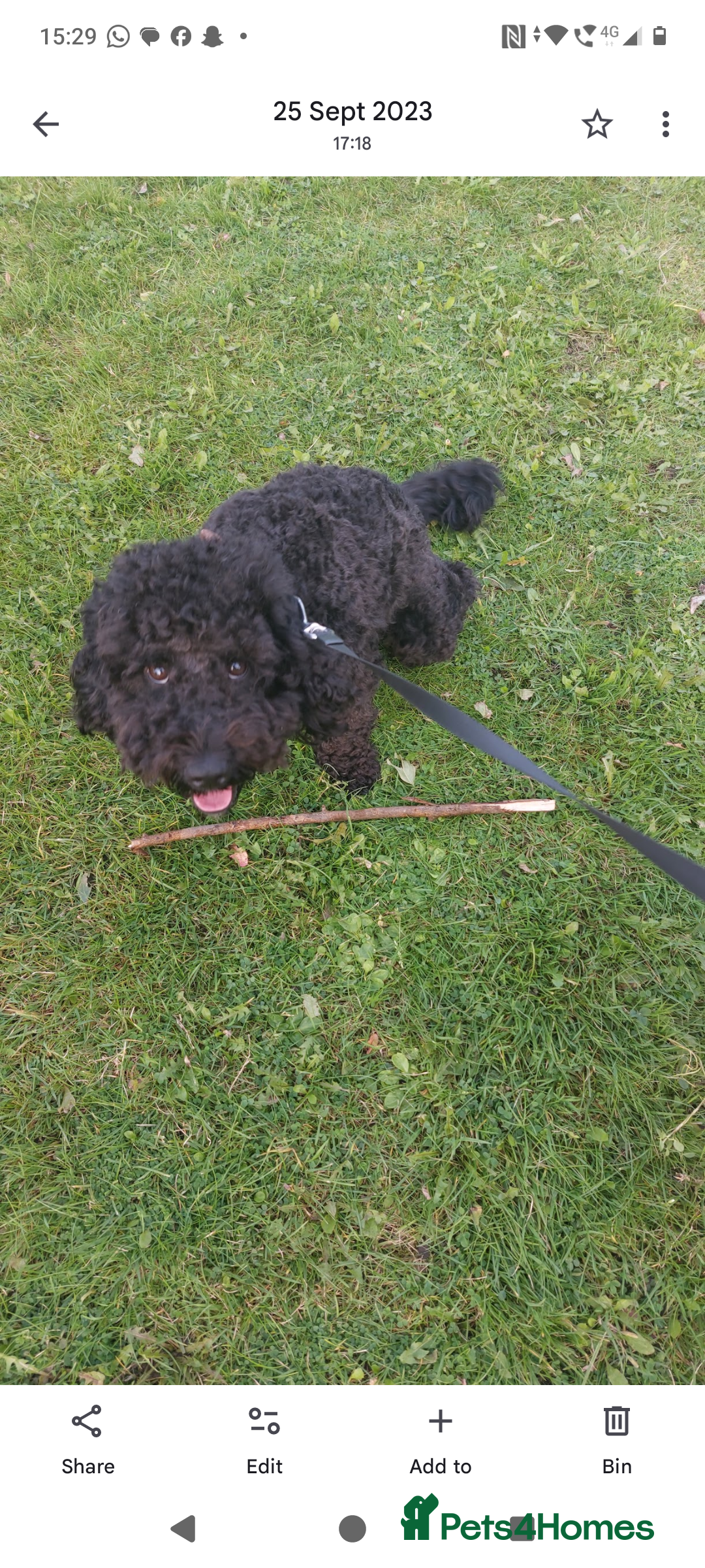 Cockapoo dogs for sale: Bailey 4 year old cockapoo - Image 3
