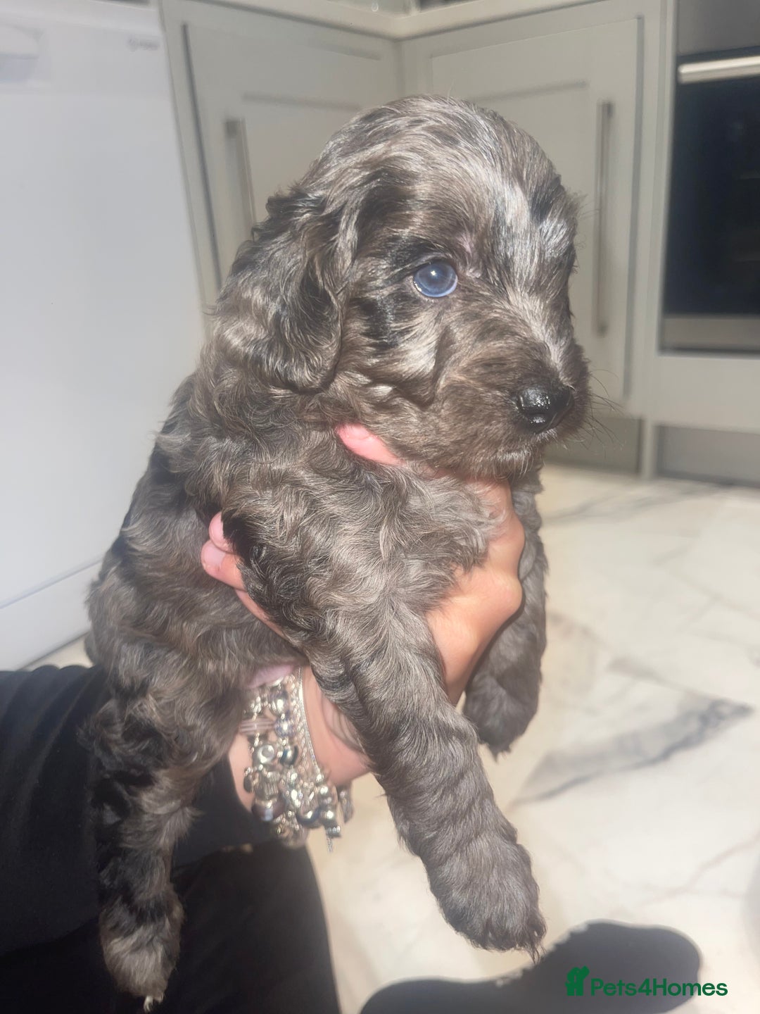 Cockapoo dogs for sale: Cockerpoo FB1 ready to leave  **  Eve  - Advert 10