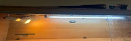 Bearded Dragon reptiles for sale: Vivarium for sale  in London - Advert 7