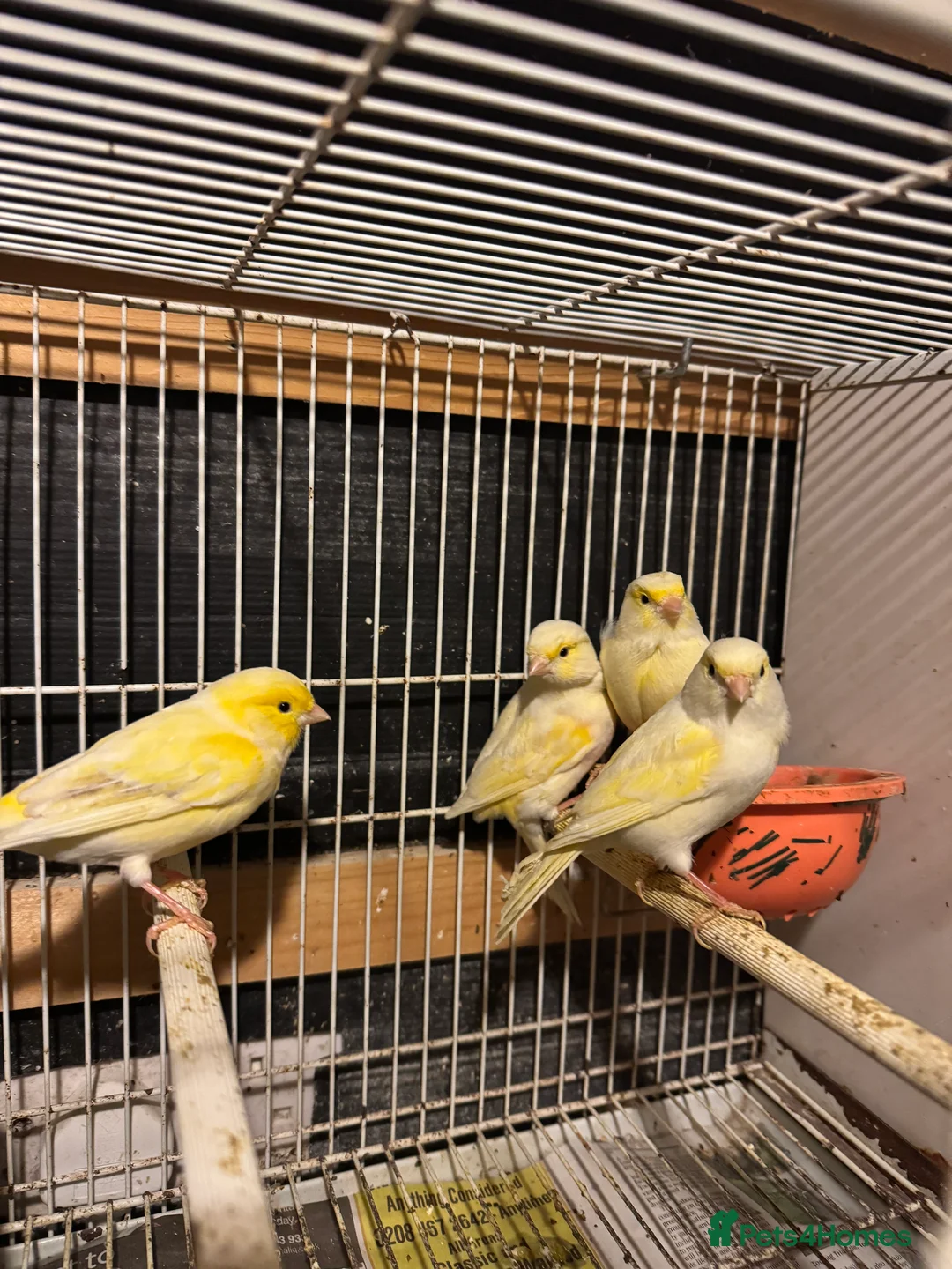 Canaries birds for sale: Canary for sale - Advert 2