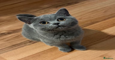 British Shorthair cats British Shorthair Blue – 4-Month-Old Kitten - Advert 7