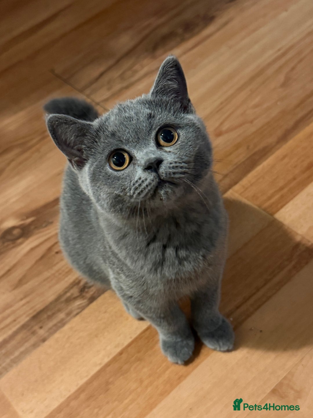 British Shorthair cats for sale: British Shorthair Blue – 4-Month-Old Kitten - Advert 2