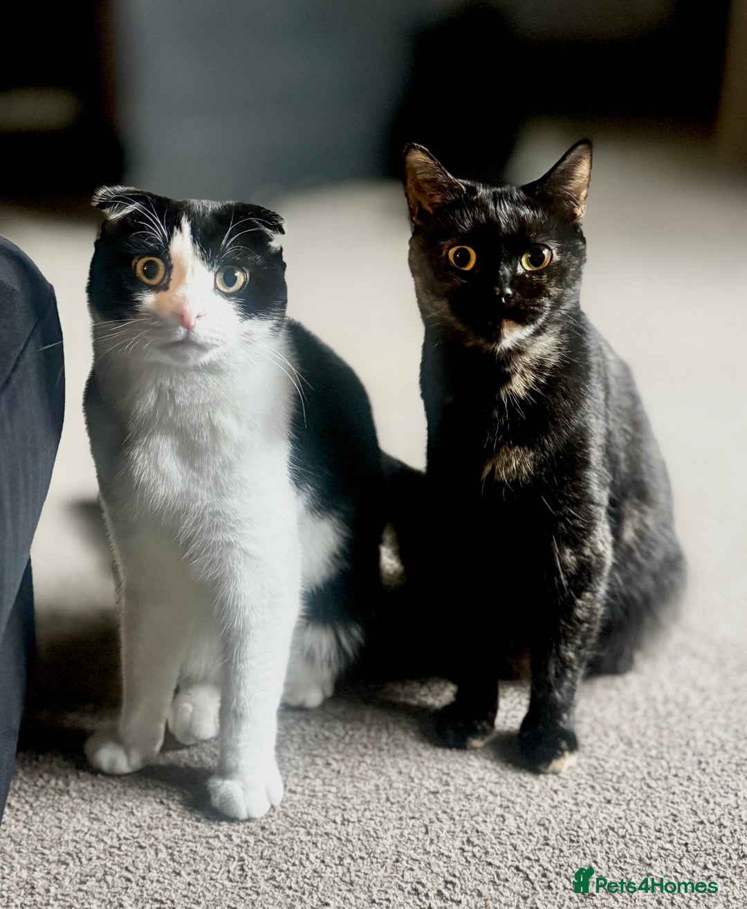 Scottish Fold cats for sale: Scottish Fold kittens  - Advert 2