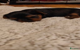 Yorkshire Terrier dogs for sale: 2 tiny Yorkshire terriers 1 male 1 female - Advert 9