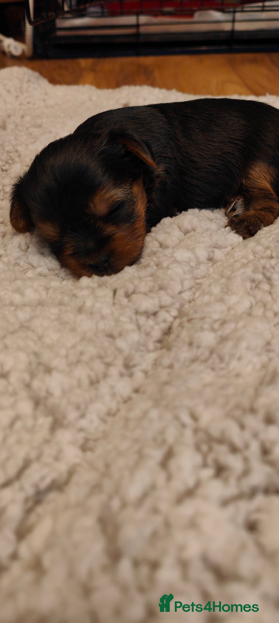 Yorkshire Terrier dogs for sale: 2 tiny Yorkshire terriers 1 male 1 female - Advert 9