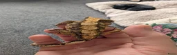 Gecko reptiles for sale: Harlequin Dalmatian crested gecko  - Advert 2