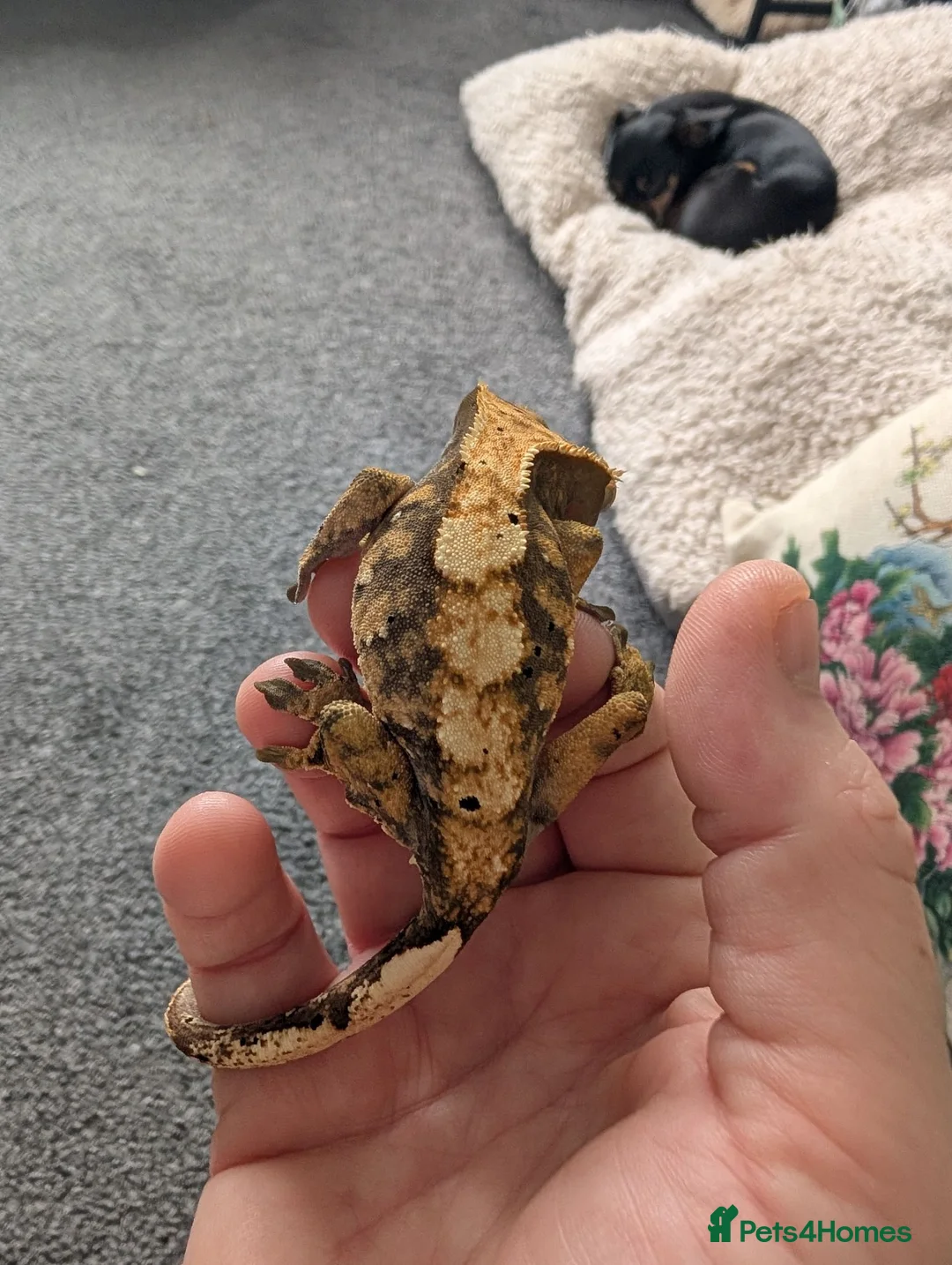 Gecko reptiles for sale: Harlequin Dalmatian crested gecko  - Advert 2