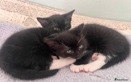 Mixed Breed cats for sale: 2 adorable boys READY TO GO - Image 6