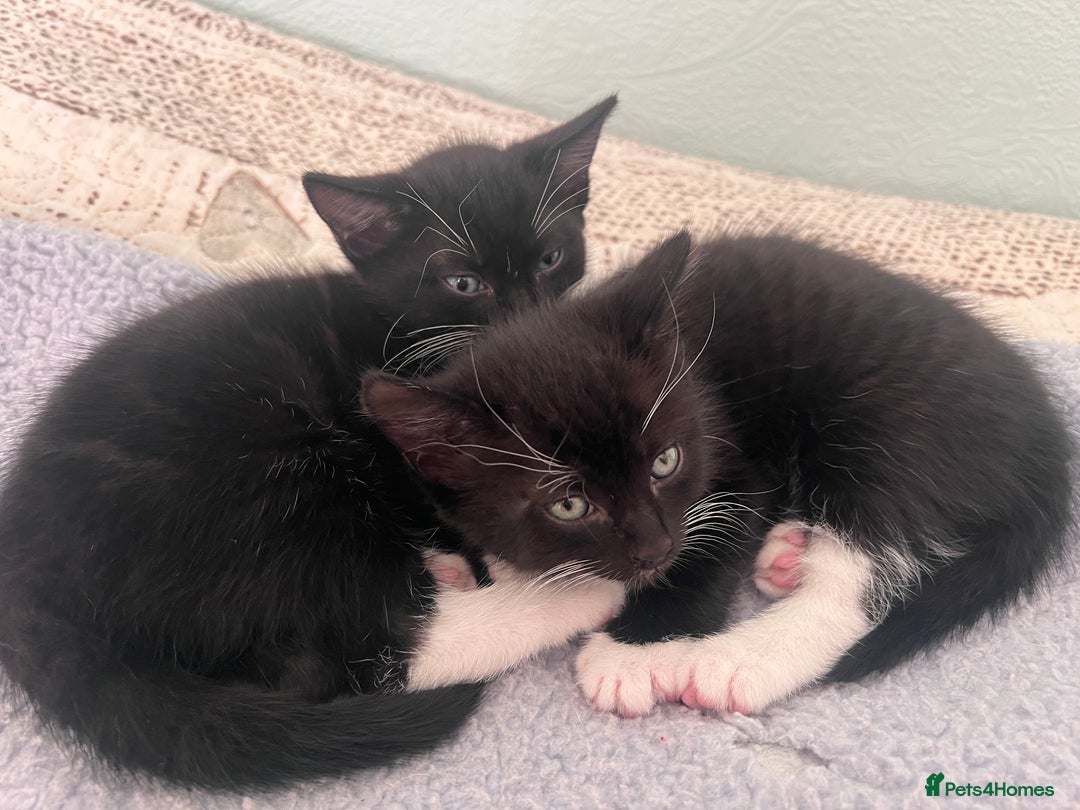 Mixed Breed cats for sale: 2 adorable boys READY TO GO - Image 6