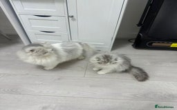 Scottish Fold cats for sale: Beautiful Longhair Silver Bicolor Kitten - Advert 5