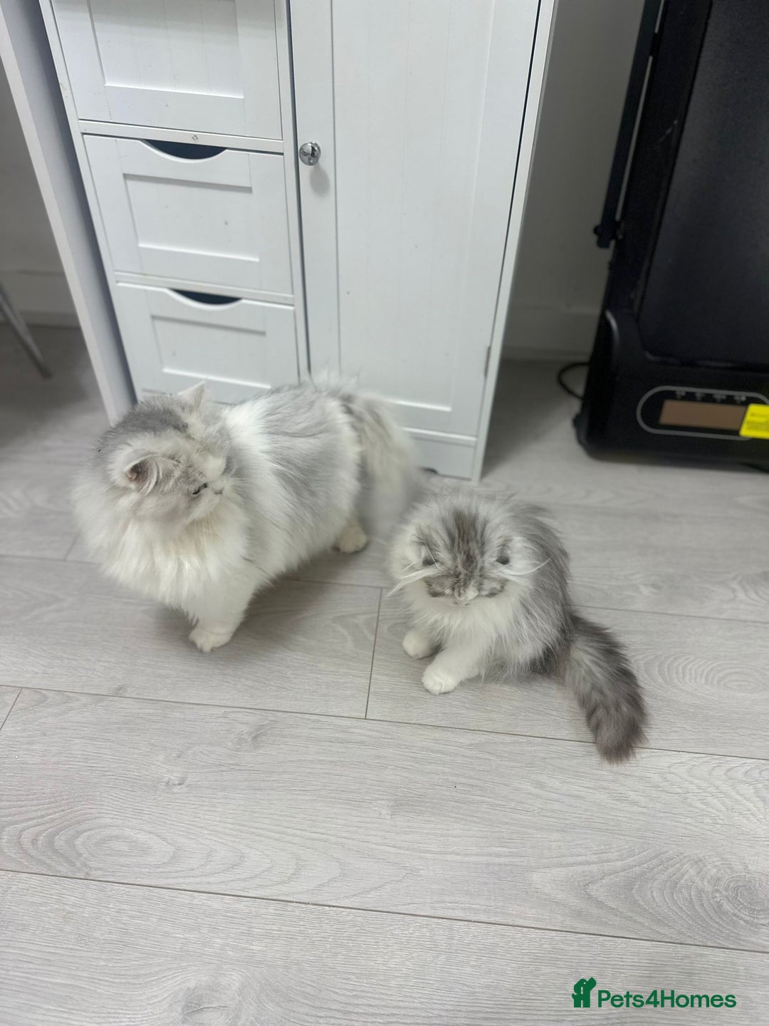 Scottish Fold cats for sale: Beautiful Longhair Silver Bicolor Kitten - Advert 5
