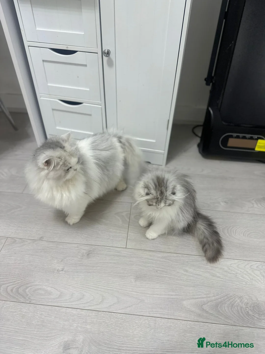 Scottish Fold cats for sale: Beautiful Longhair Silver Bicolor Kitten - Advert 11