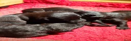 Patterdale Terrier dogs for sale: Gorgeous Patterdales  for sale - Advert 5