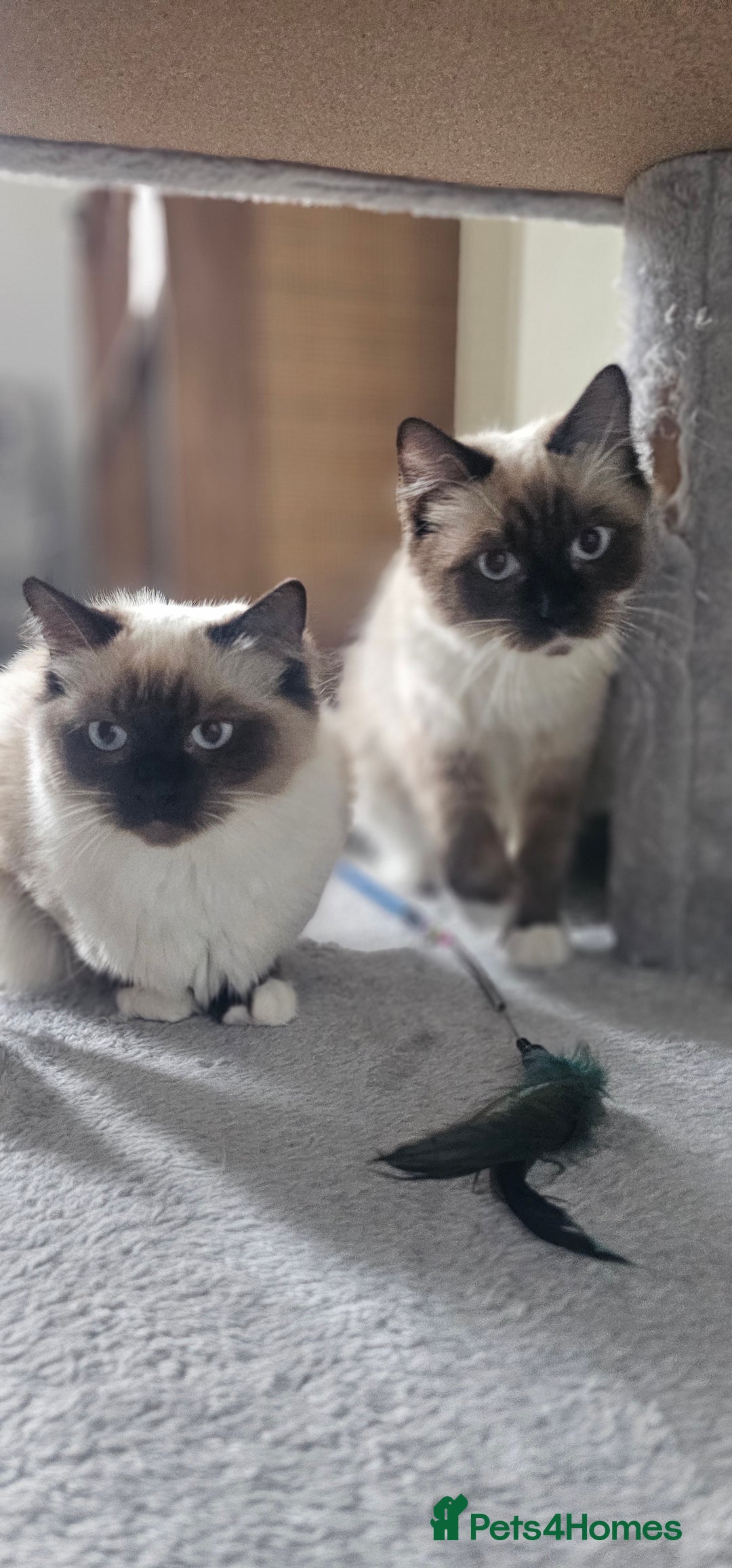Ragdoll cats for sale: 2 Ragdoll Sisters  - Image 6