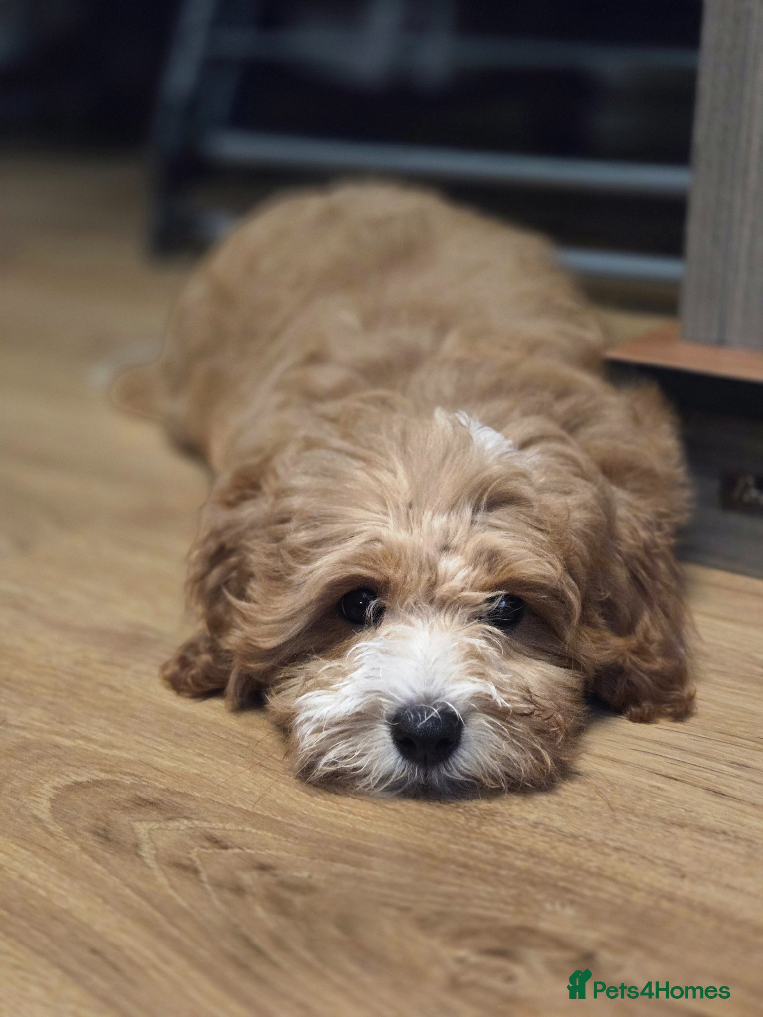 Mixed Breed dogs Cotonpoo puppy - Advert 6