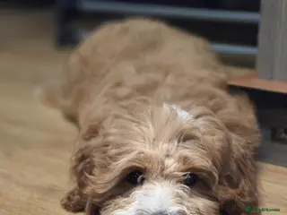 Mixed Breed dogs Cotonpoo puppy - Advert 6