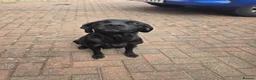 Labrador Retriever dogs for sale: Black labs  - Advert 6