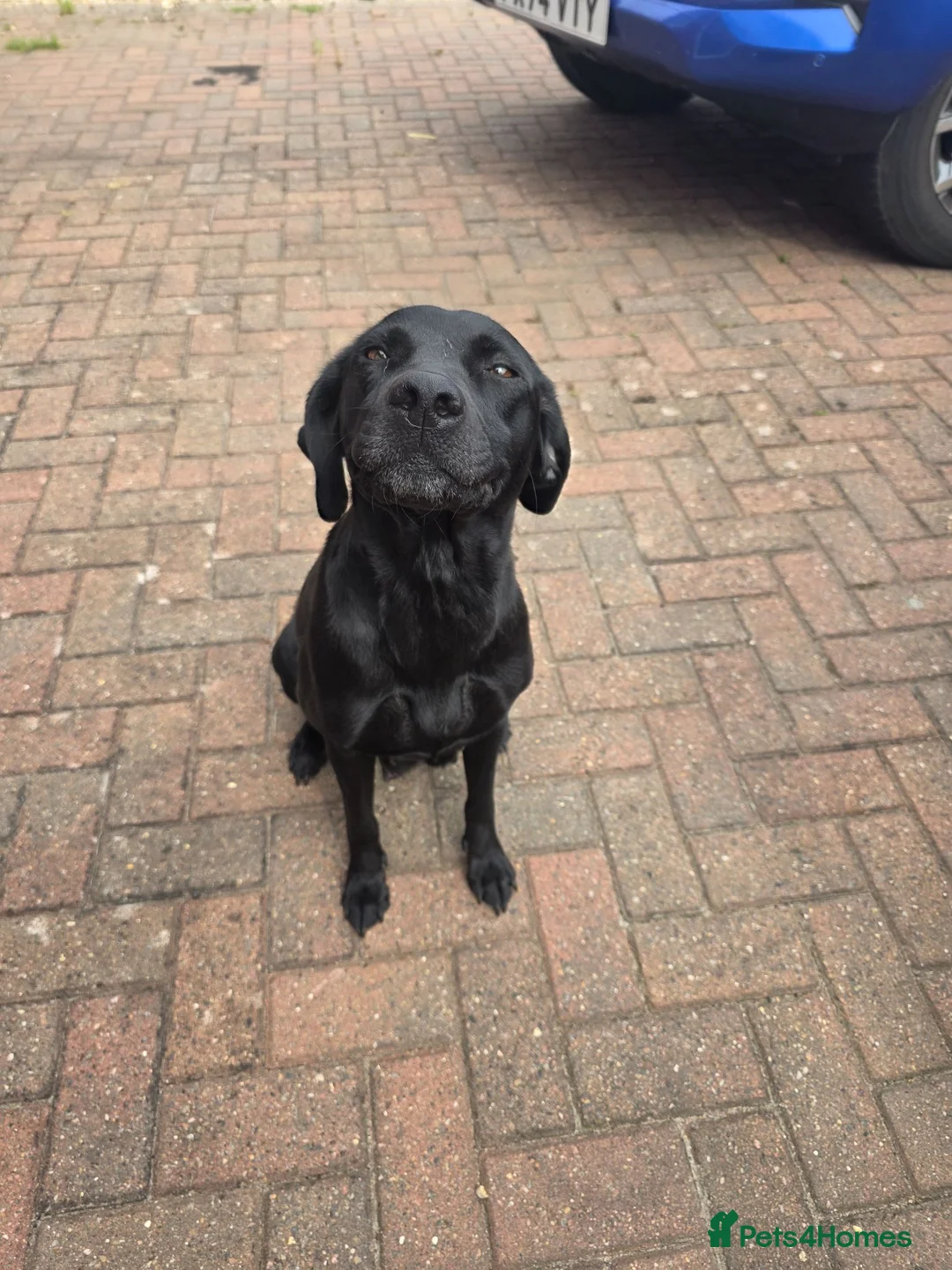 Labrador Retriever dogs for sale: Black labs  - Advert 6