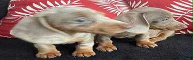 Miniature Dachshund 3