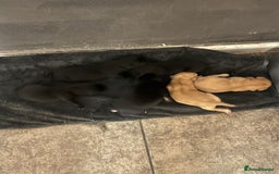 Labrador Retriever dogs for sale: Gorgeous Labrador puppies.  - Image 3