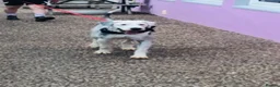 Old English Sheepdog dogs for sale: Old English sheep dog puppies  - Advert 6