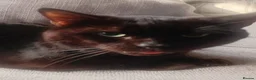 Domestic Shorthair cats for adoption: A very Special cat looking for a very special home - Advert 1