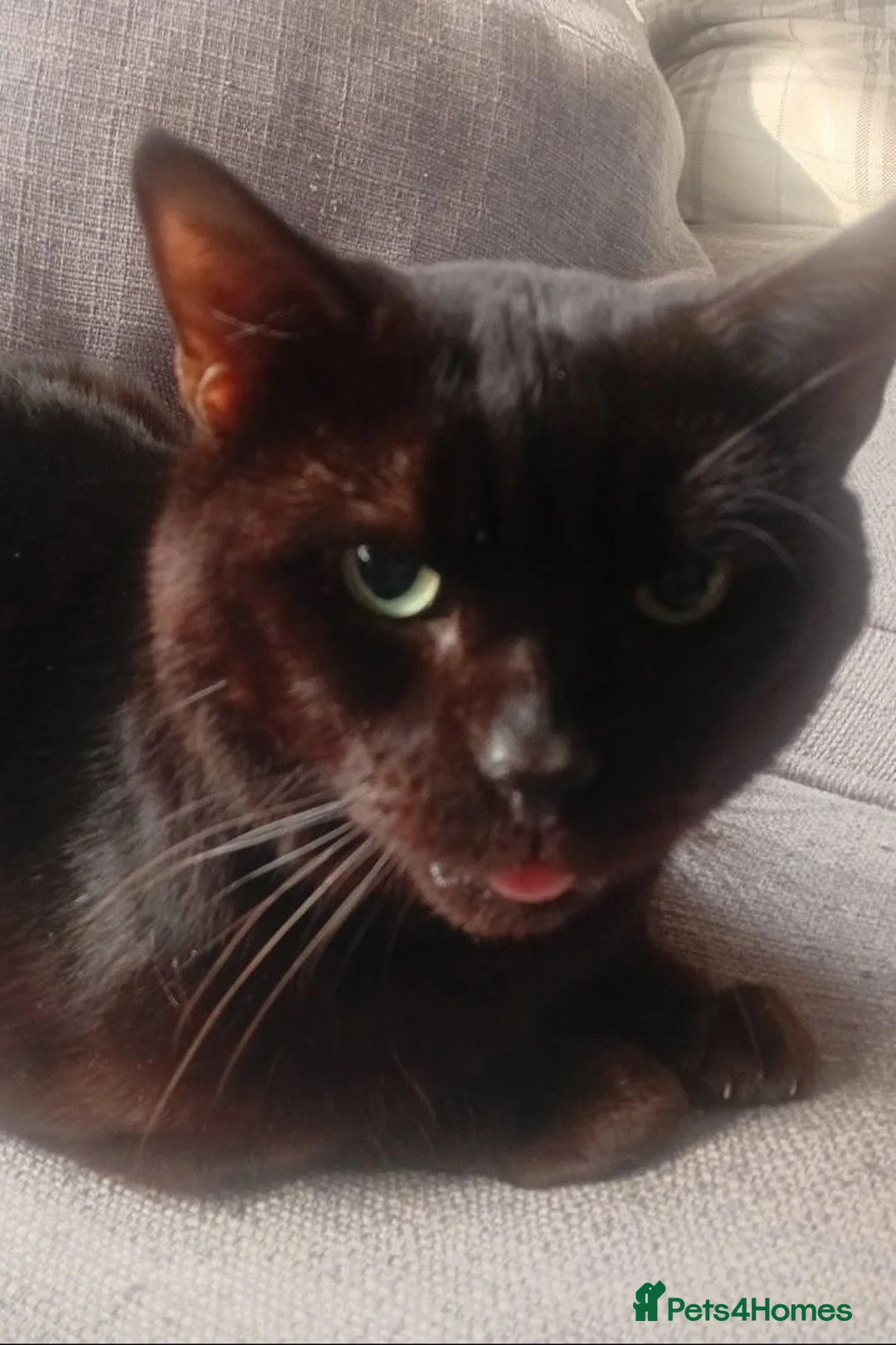 Domestic Shorthair cats for adoption: A very Special cat looking for a very special home - Advert 1