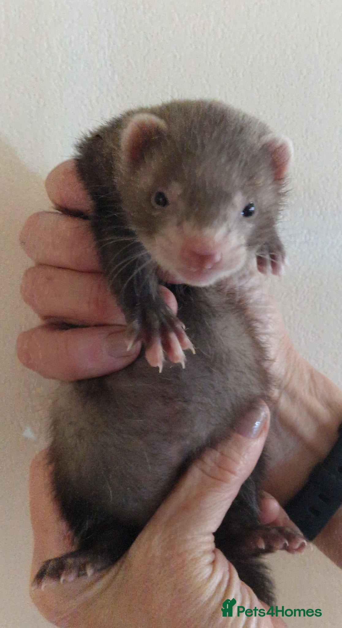 Ferret rodents Baby ferrets - Advert 5