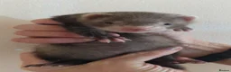 Ferret rodents for sale: Baby ferrets - Advert 1