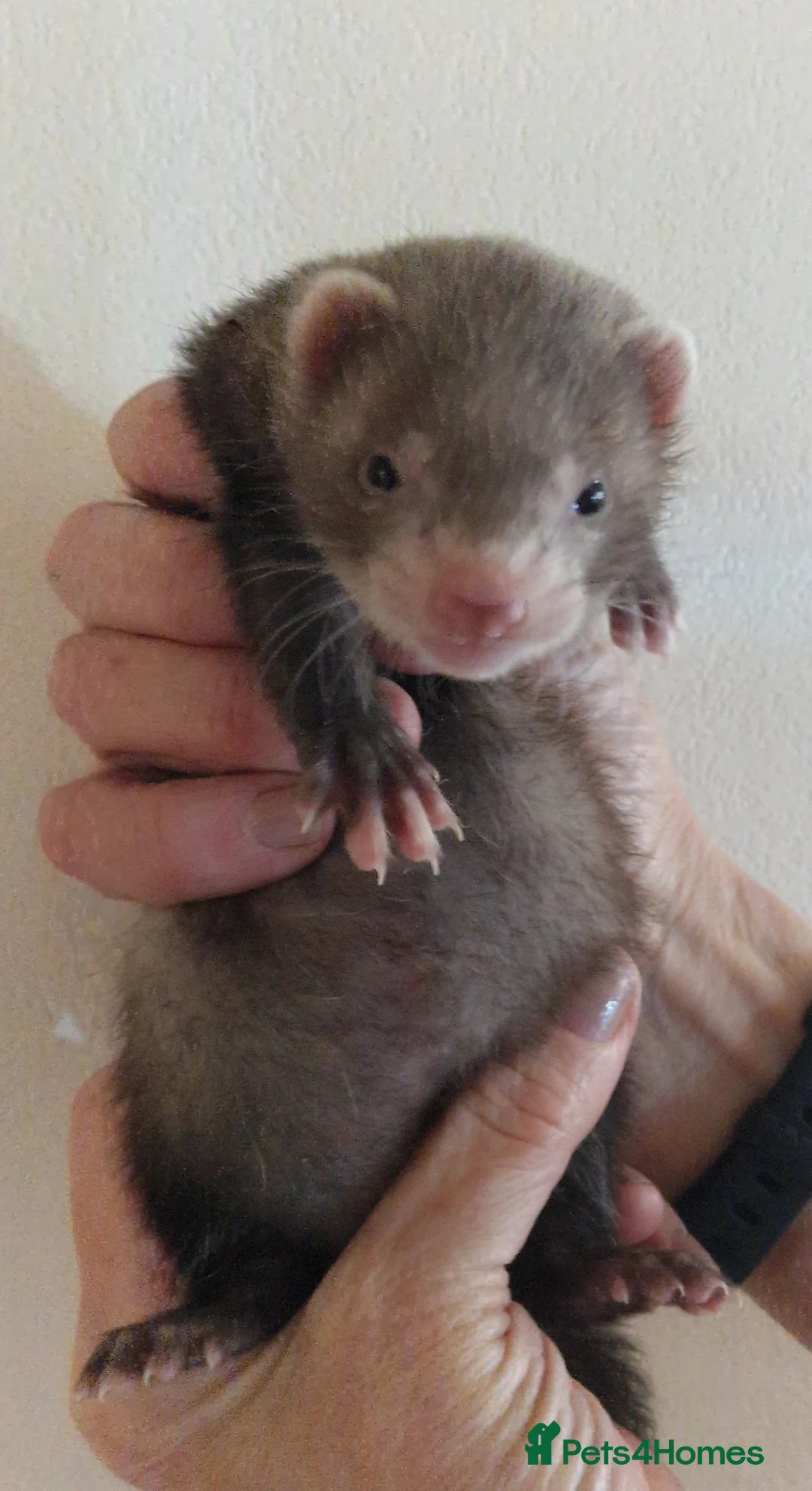 Ferret rodents for sale: Baby ferrets - Advert 1