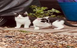 Domestic Shorthair cats for sale:  Beautiful litter mixed colours  - Image 1