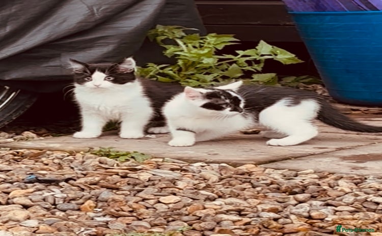 Domestic Shorthair cats - Advert 2